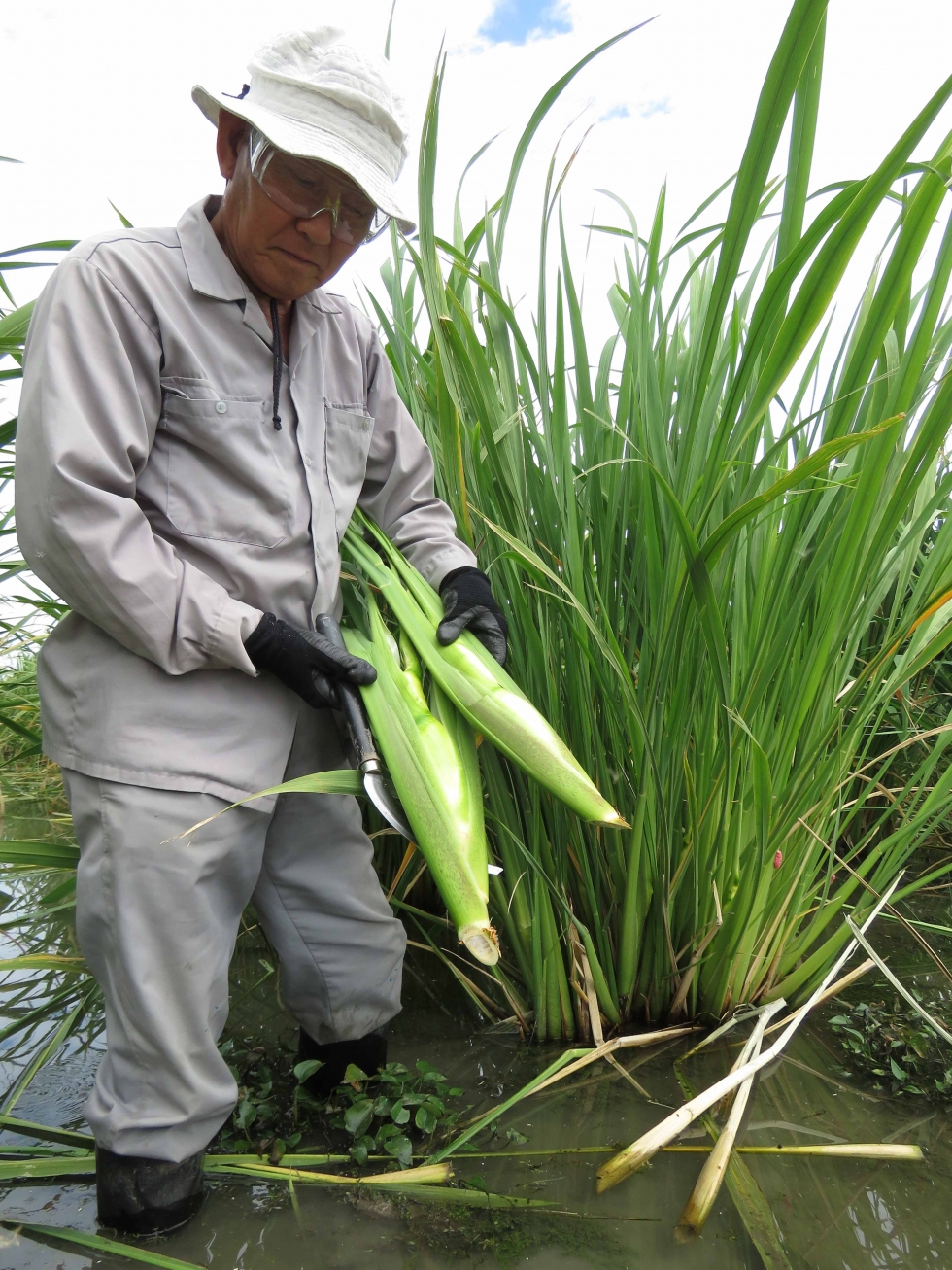 大垣市でマコモタケの収穫、今年は冷凍販売を始めます