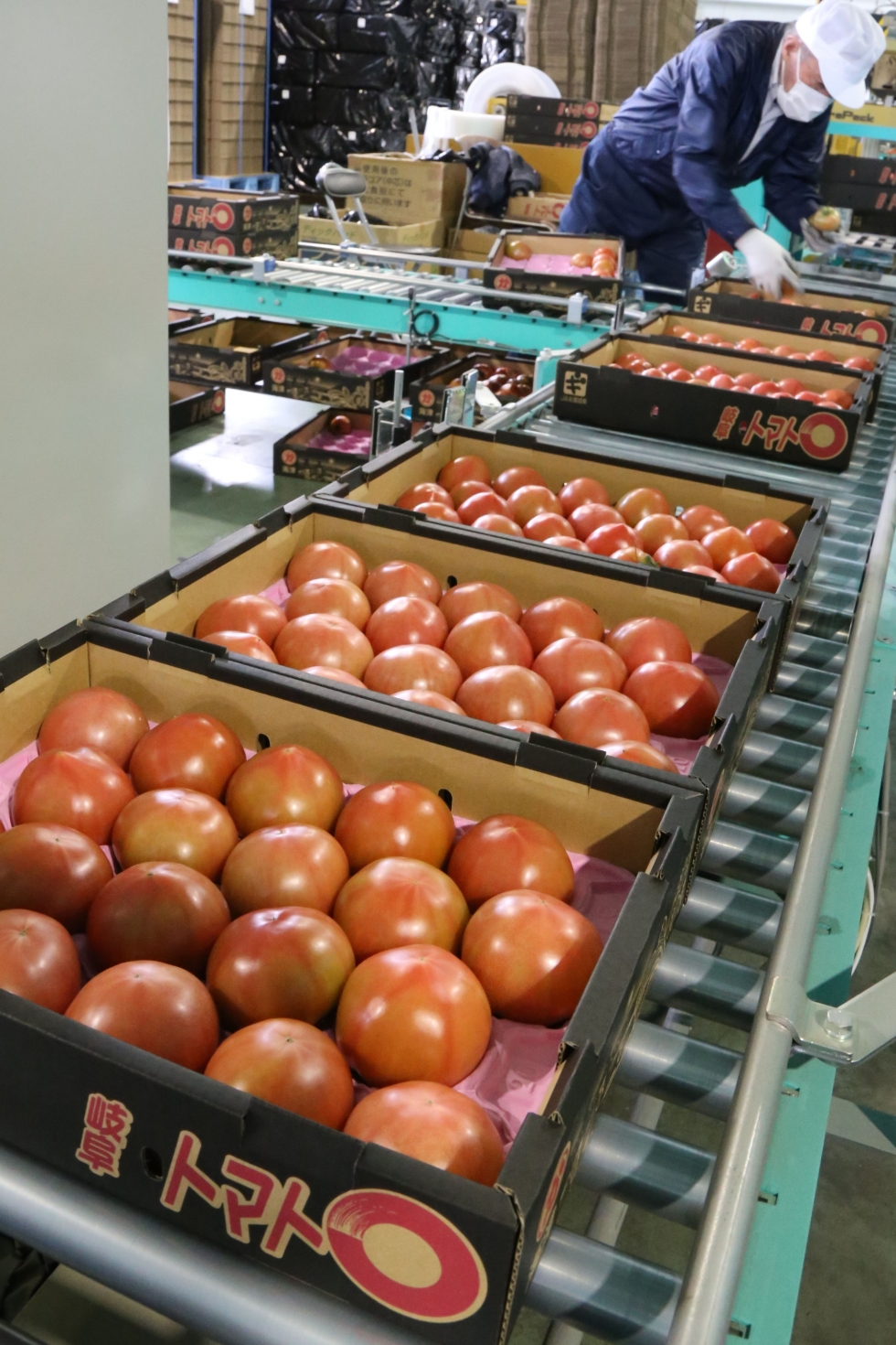海津市でブランドトマト「美濃のかいづっ子」出荷本格化・ふるさと納税の返礼品にも採用予定
