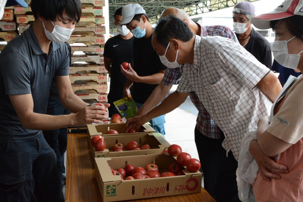 東美濃夏秋トマト生産協議会が生産する夏秋トマトの出荷が本番を迎えています