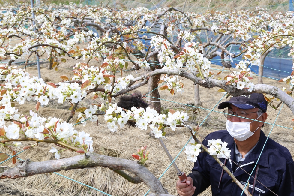 大垣市で梨の受粉が最盛期を迎えています