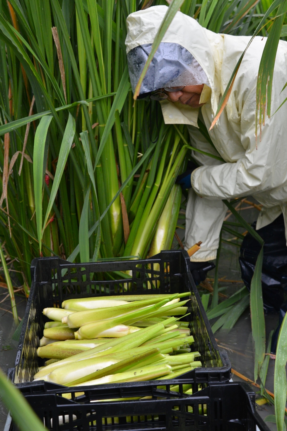 大垣市でマコモタケの収穫が進んでいます