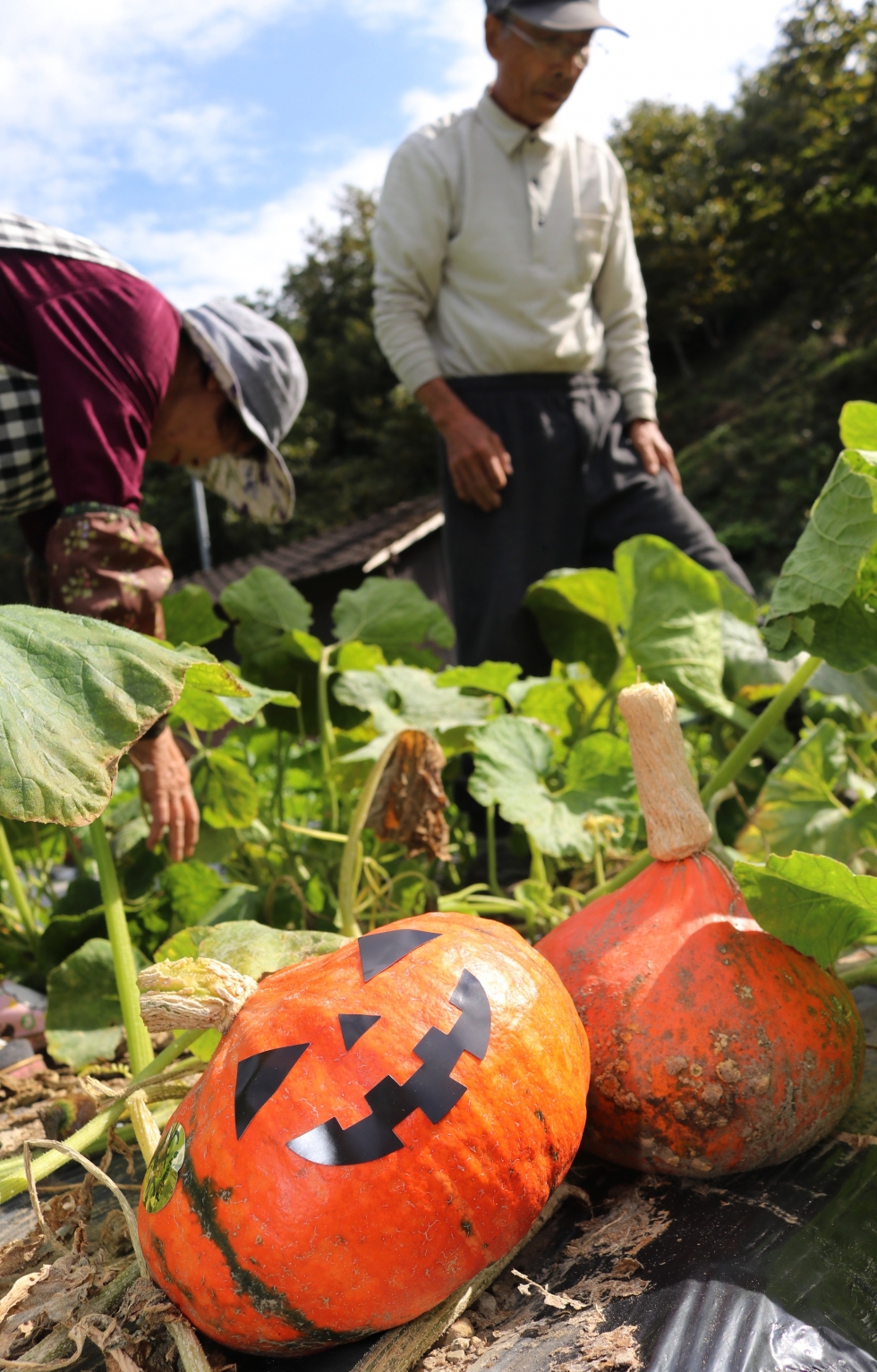 ハロウィーンに向けてかぼちゃの新品種を試験栽培
