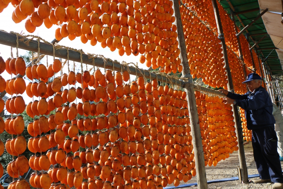 伊自良連柿によるオレンジ色のカーテン