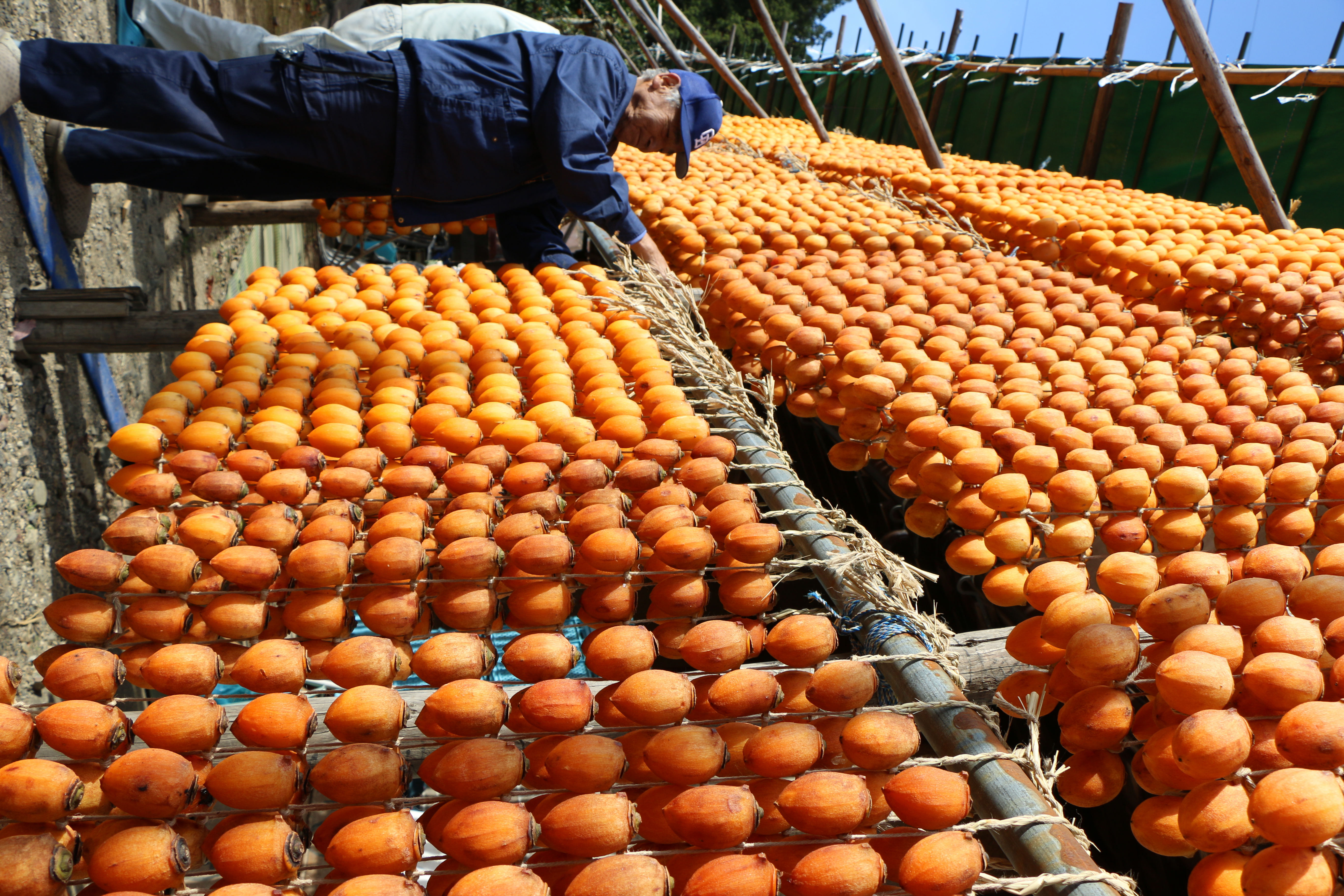 岐阜県ＪＡグループ 公式サイト | お知らせ | 伊自良連柿によるオレンジ色のカーテン