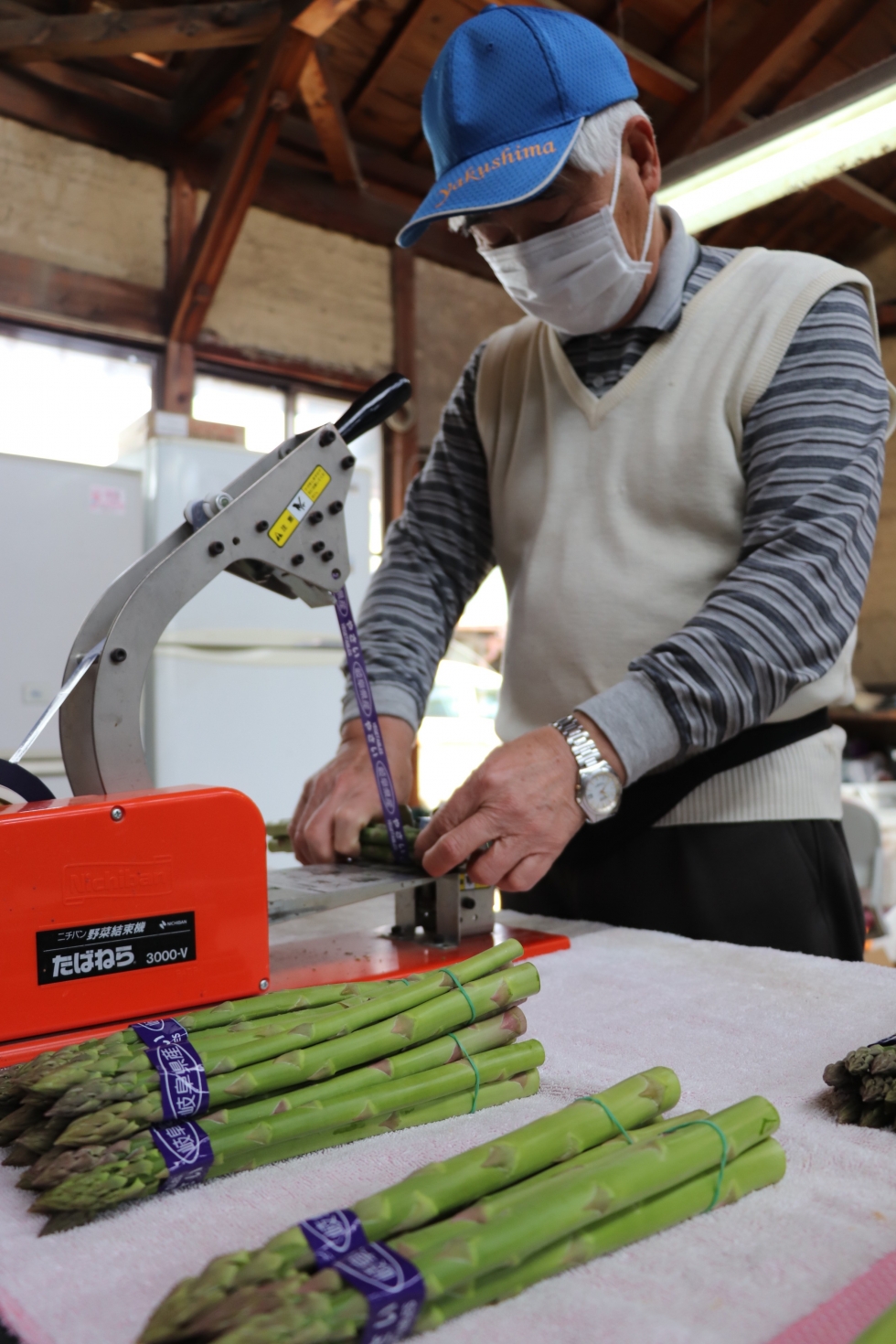羽島市特産のアスパラガス春芽の出荷が順調に進んでいます