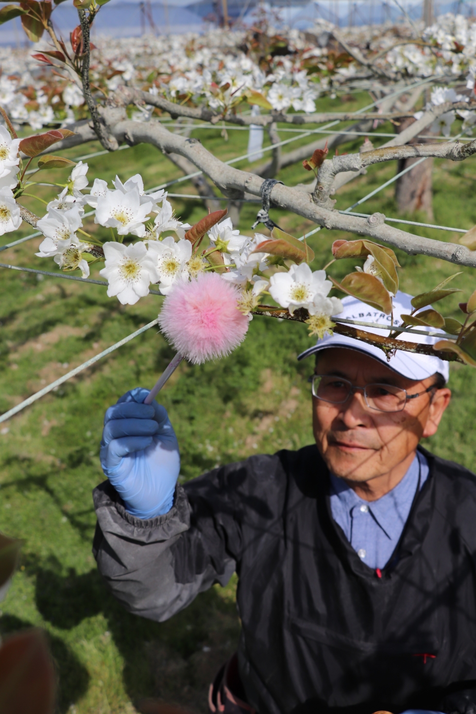 本巣市で例年より早く梨の受粉作業がピークを迎えています