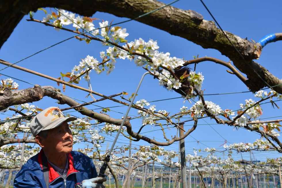 大垣市で梨の受粉作業が最盛期です