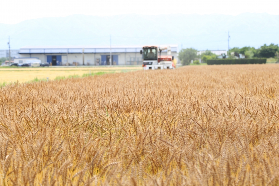 海津市で小麦の収穫が始まっています