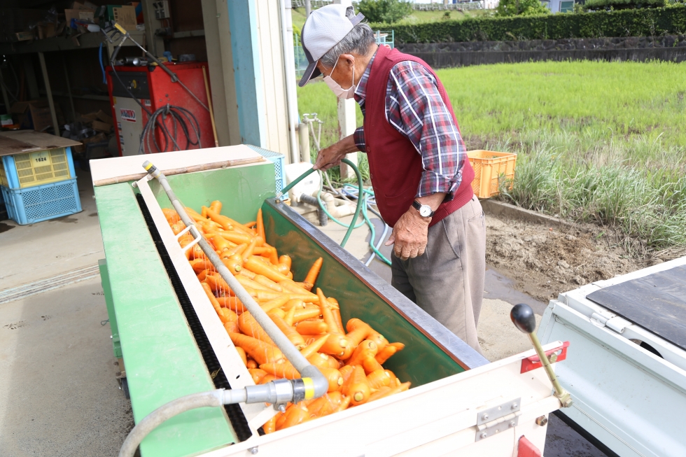 海津市で夏取りニンジンの収穫が本格化