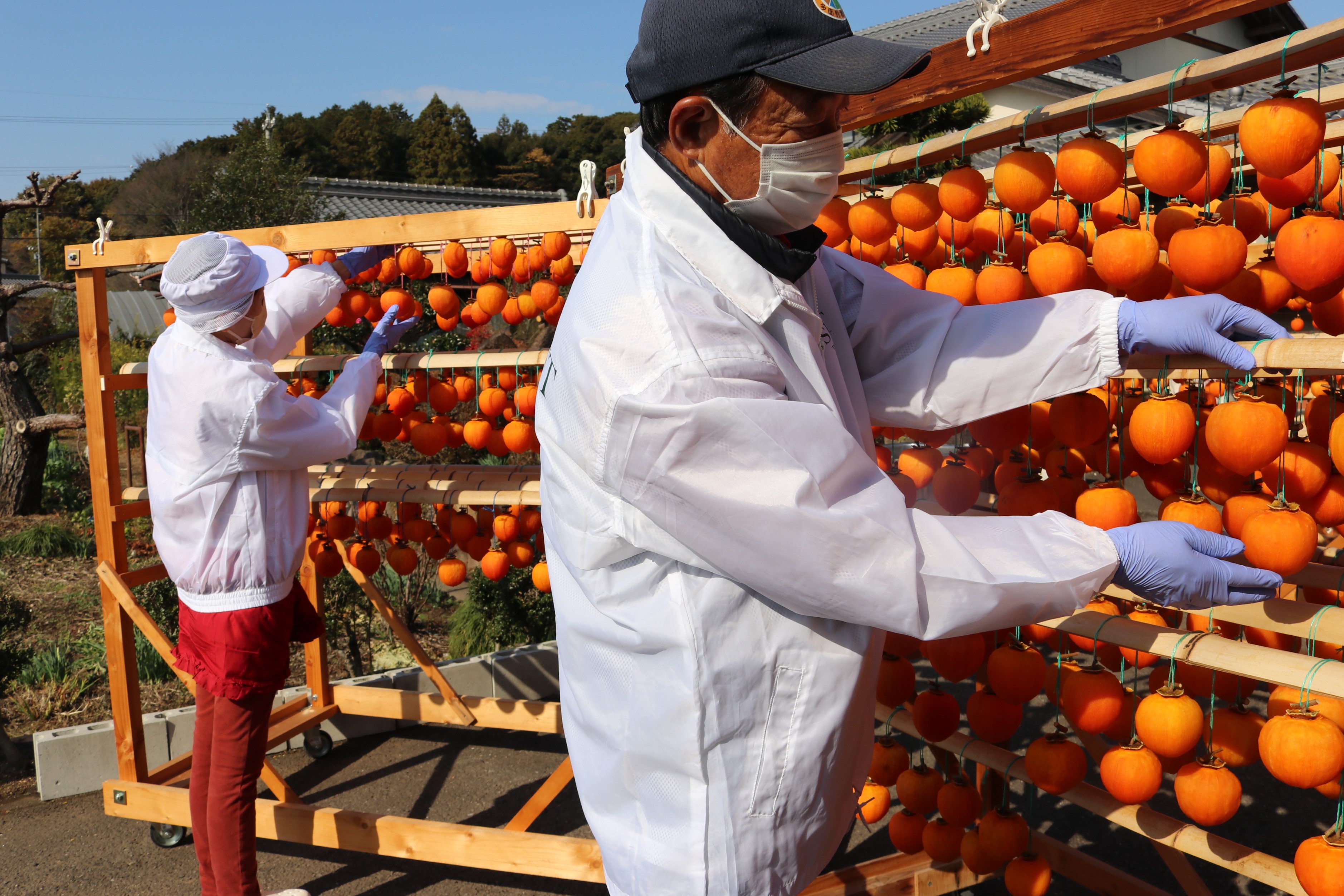 岐阜県ＪＡグループ 公式サイト | お知らせ | 歴史を紡ぐ「堂上蜂屋柿」精魂込めて育てた柿を味わって